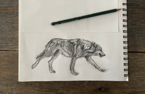 Gesture . Wolf walking. 9x12