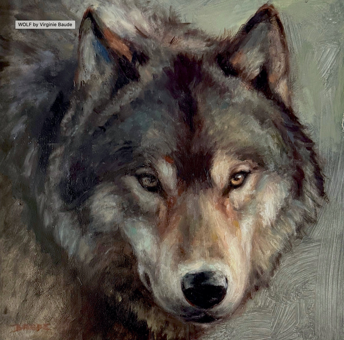 Grey Wolf close up - 12x12