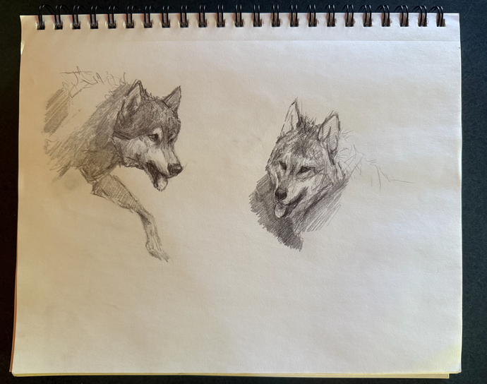 Wolf Studies - Original Sketch (Summer 2025)