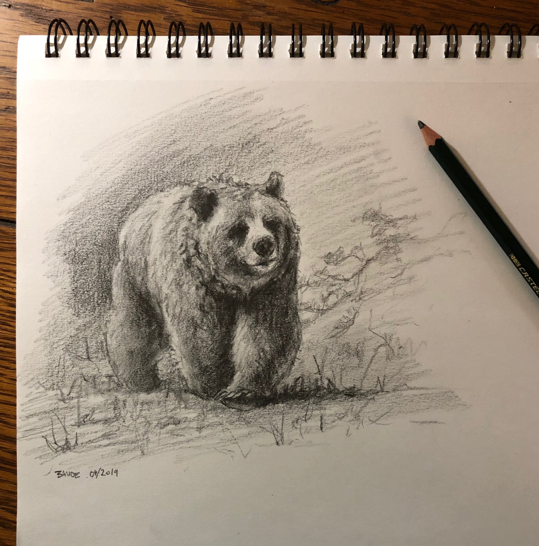 Grizzly small pencil drawing - 8x8
