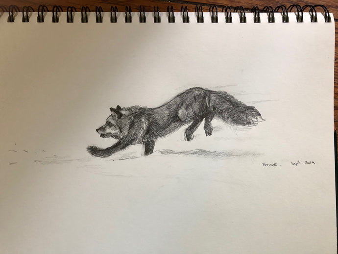 Fox leaping small drawing - 6x12