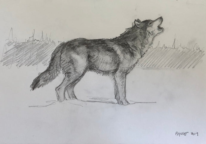 Original pencil sketch howling wolf - 6.5x9.5