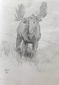 Original Moose pencil Sketch - 6.5x10