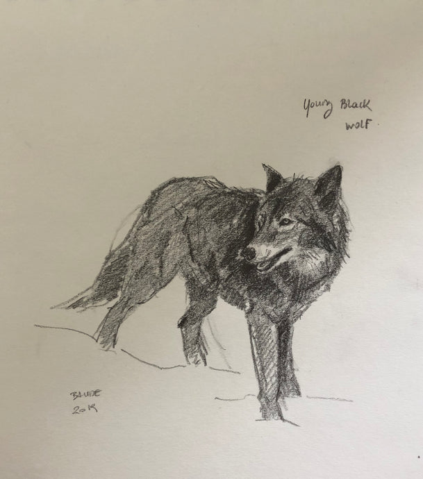 Original pencil drawing of a young black wolf - 8x10