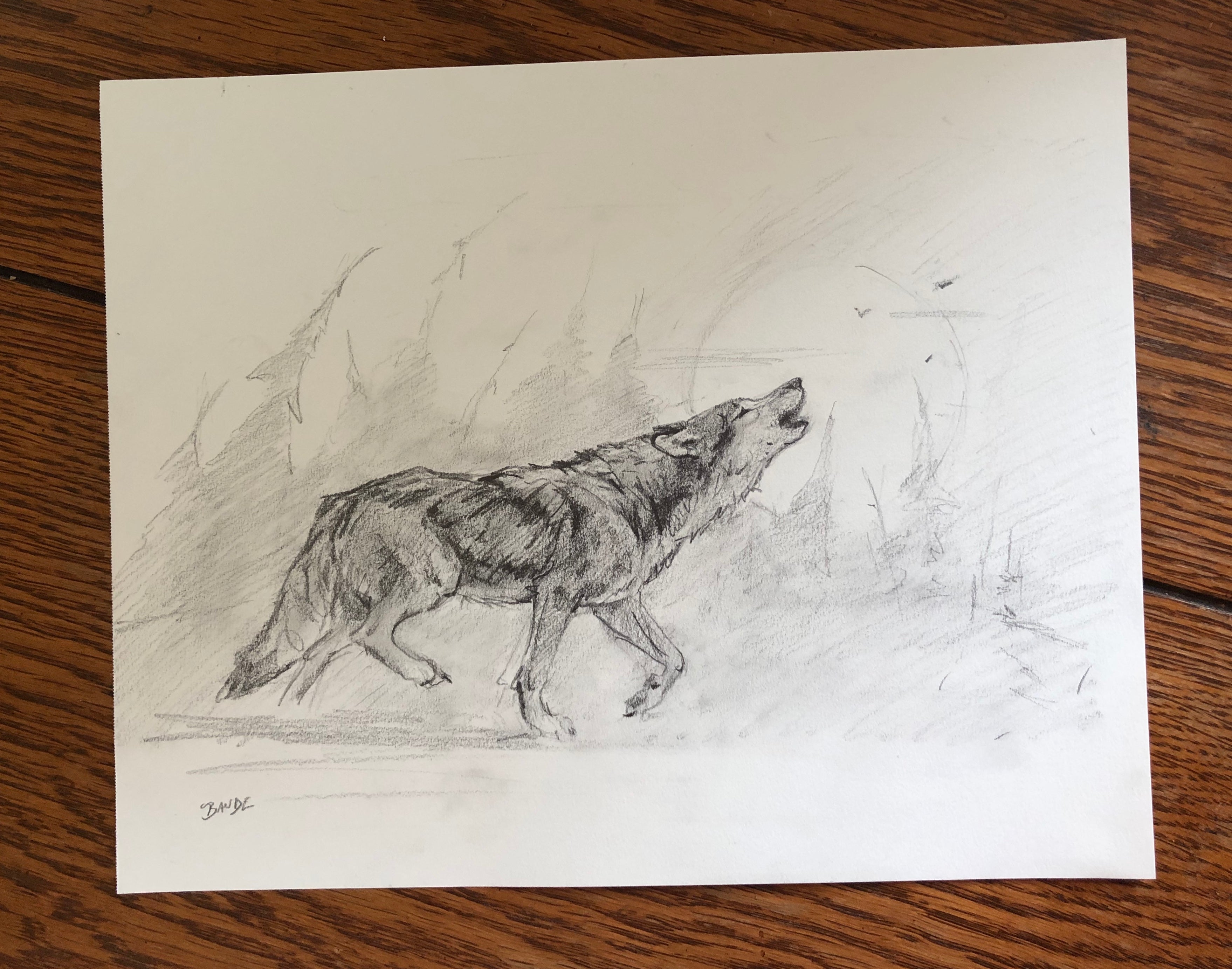 Original howling wolf in wilderness Pencil Drawing - 8x10 – Among