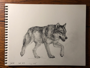 Original pencil drawing - "She Wolf" - 8x10