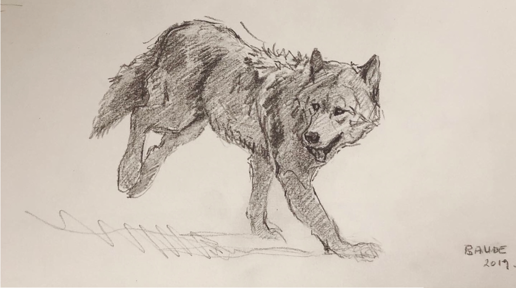 Original Pencil sketch - wolf in motion gesture - 5.5X11