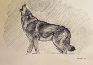 Howling wolf drawing