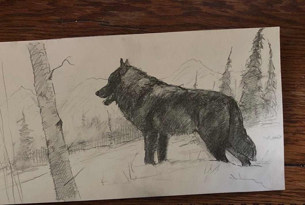 Black wolf in wilderness sketch study